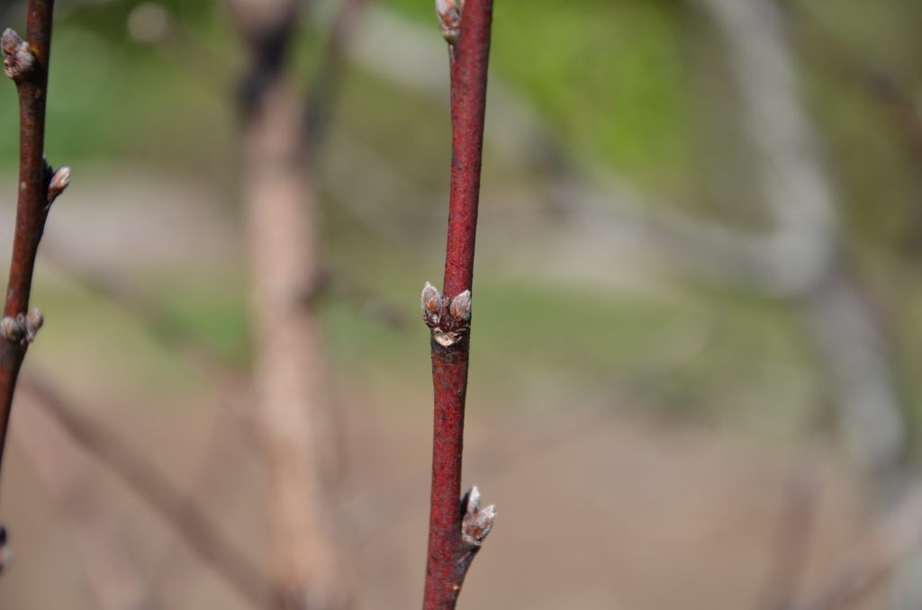 On stone fruit the fruiting (flower beds) sit either side of a leaf bud